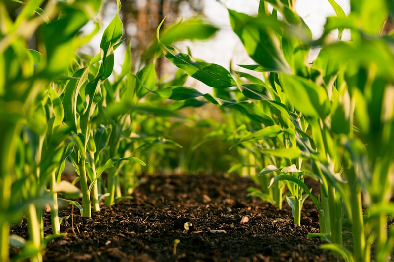 Successful wheat harvest after salinity treatment